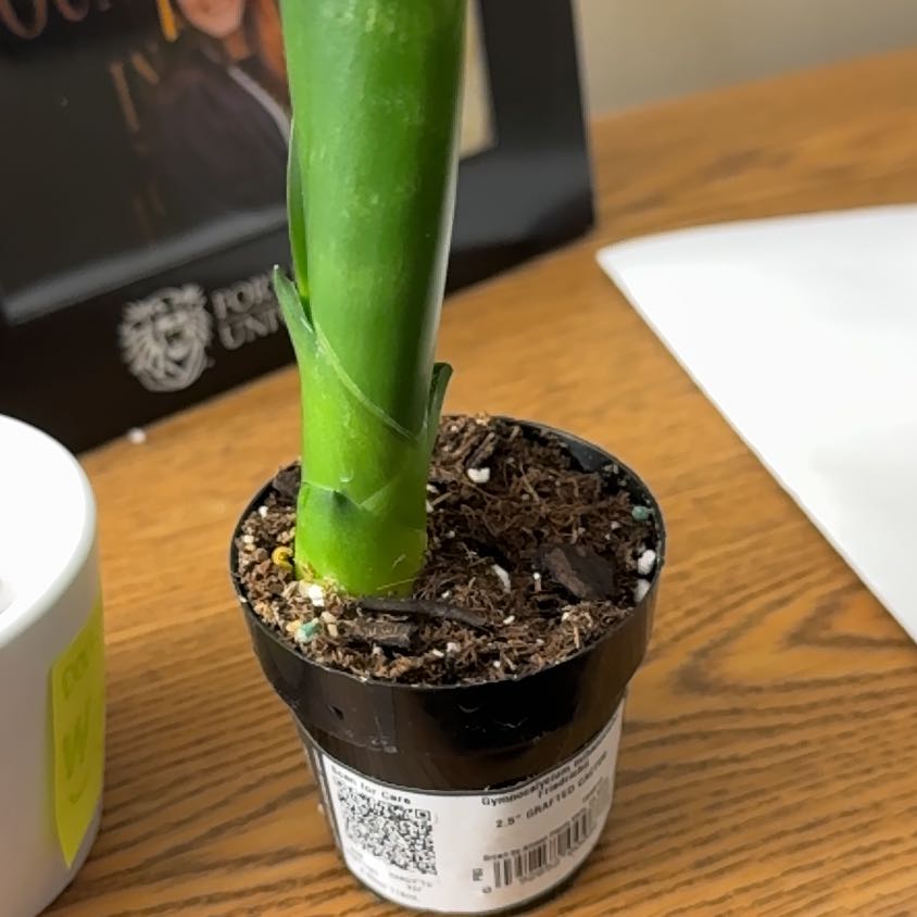 Photo of the plant species Moon Cactus by @ClassyBetel33 named Winston on Greg, the plant care app