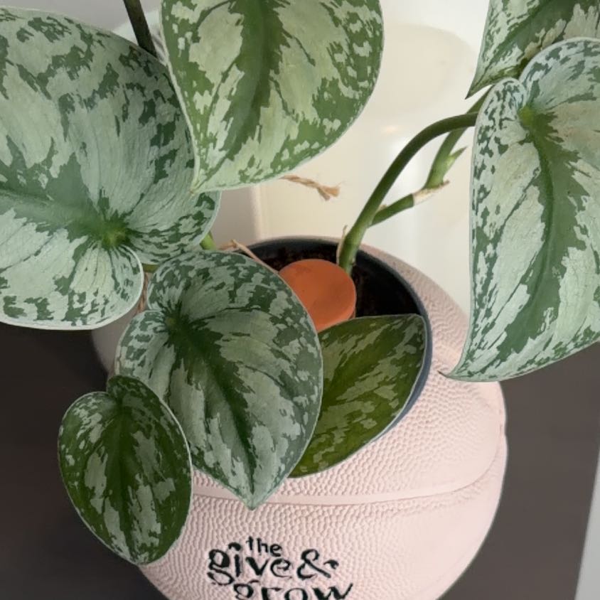 Photo of the plant species Silver Pothos by @FitIvy38 named Gregarious on Greg, the plant care app