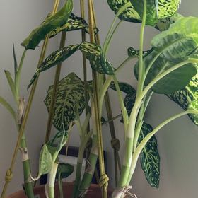 Photo of the plant species Dumb Cane by @FitIvy38 named Tolkien on Greg, the plant care app