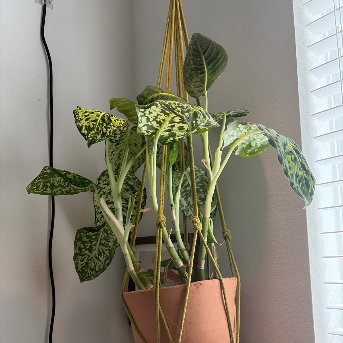 Photo of the plant species Dumb Cane by @FitIvy38 named Tolkien on Greg, the plant care app
