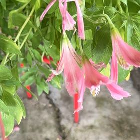 Photo of the plant species Peruvian-Lily by @RadIvy32 named Gomez on Greg, the plant care app