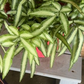 Photo of the plant species Cretan Brake Fern by @RadIvy32 named ChloroPhil on Greg, the plant care app