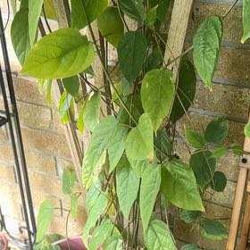 Photo of the plant species Crossvine by @RadIvy32 named Bruce Lee on Greg, the plant care app