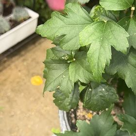 Photo of the plant species Rose Of Sharon by @RadIvy32 named da Vinci on Greg, the plant care app