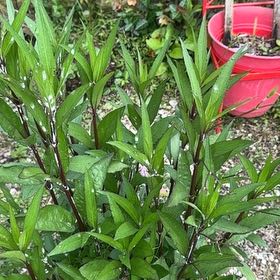 Photo of the plant species Britton's Wild Petunia by @RadIvy32 named Kendall on Greg, the plant care app