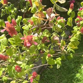 Photo of the plant species Shrimp Plant by @RadIvy32 named Miley on Greg, the plant care app