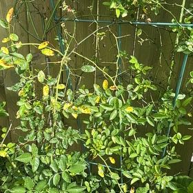 Photo of the plant species Multiflora Rose by @RadIvy32 named Willow on Greg, the plant care app