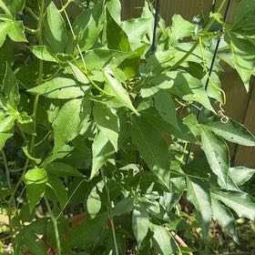 Photo of the plant species Maypop by @RadIvy32 named Keanu Leaves on Greg, the plant care app