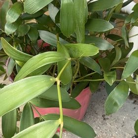 Photo of the plant species Cardboard Palm by @RadIvy32 named Figyonce on Greg, the plant care app
