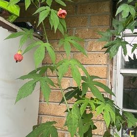Photo of the plant species Redvein Abutilon by @RadIvy32 named Coco on Greg, the plant care app
