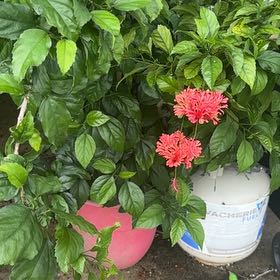 Photo of the plant species Japanese Lantern by @RadIvy32 named Curie on Greg, the plant care app