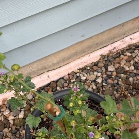 Photo of the plant species Cheeseweed Mallow by @GuruHemlock61 named Tree Diddy on Greg, the plant care app
