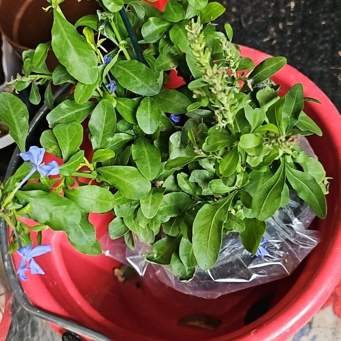 Photo of the plant species Blue Plumbago by @DollGollum20 named Elina on Greg, the plant care app