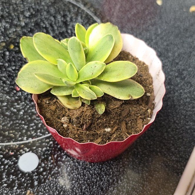 Photo of the plant species Crassula 'Money Maker' by @HighChaya27 named Pax on Greg, the plant care app