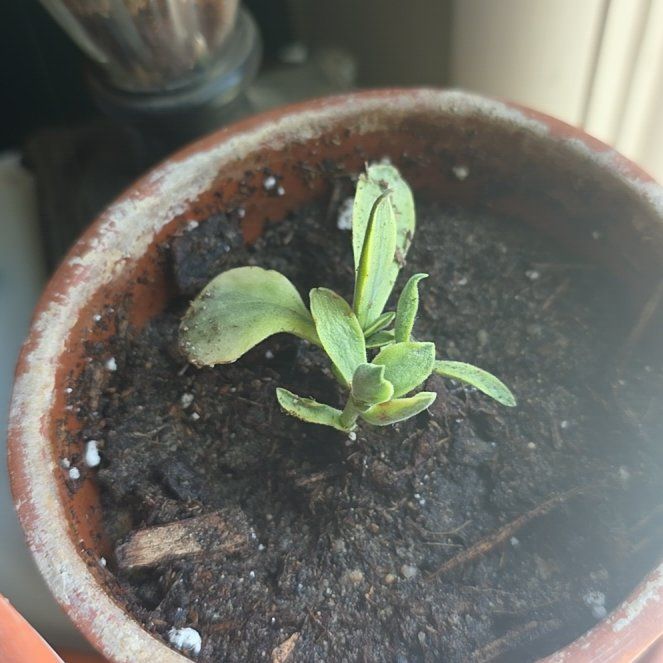 Photo of the plant species Money Maker Variegata by @HighChaya27 named Pax on Greg, the plant care app