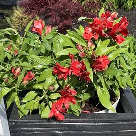 Photo of the plant species Peruvian-Lily by @AnewCapemay92 named Naomi on Greg, the plant care app