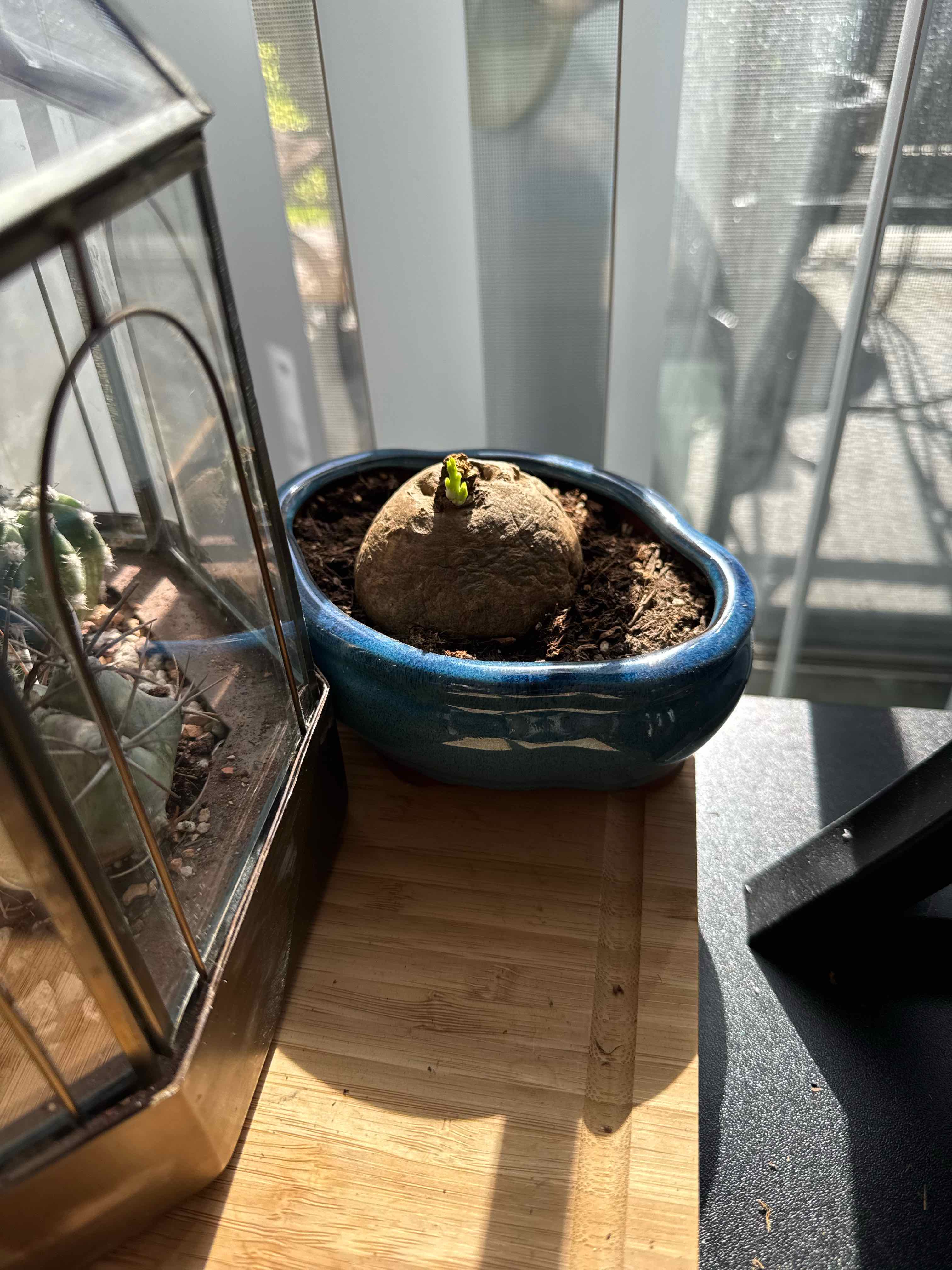 Photo of the plant species Stephania erecta by @EasternExposure named Apollo on Greg, the plant care app