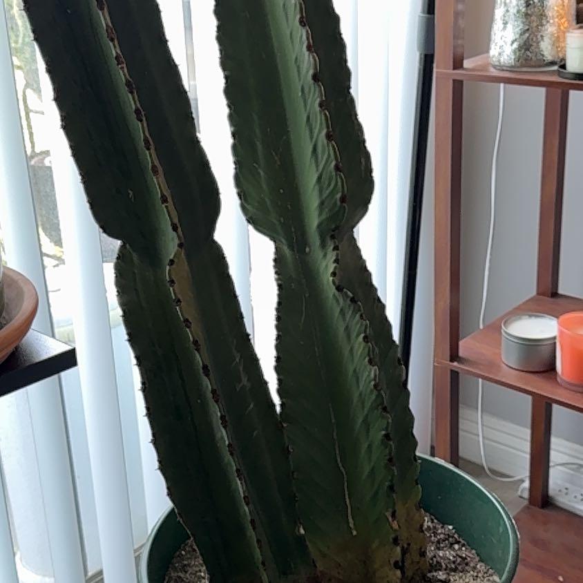Photo of the plant species Euphorbia Ingens by @EasternExposure named LiloStitch on Greg, the plant care app