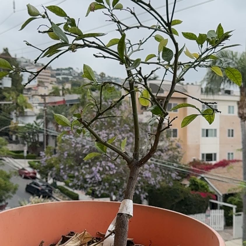 Photo of the plant species Grapefruit Tree by @EasternExposure named Austen on Greg, the plant care app