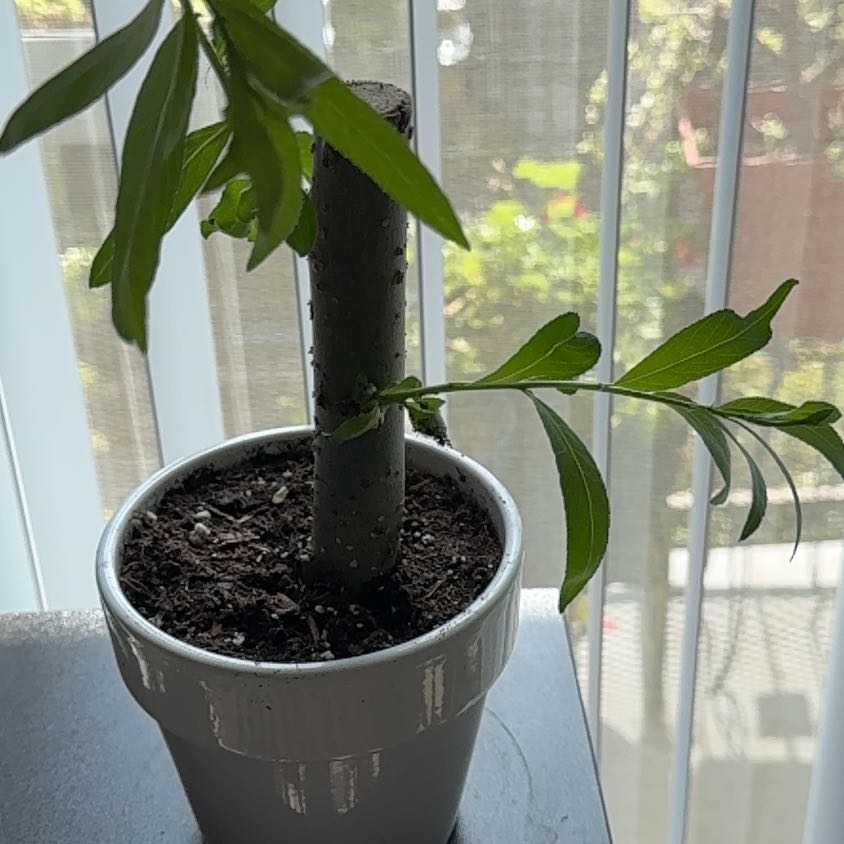 Photo of the plant species Weeping Willow Bonsai Tree by @EasternExposure named Navajo on Greg, the plant care app