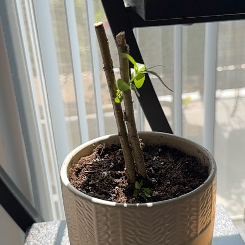 Photo of the plant species Weeping Willow Bonsai Tree by @EasternExposure named Stella on Greg, the plant care app