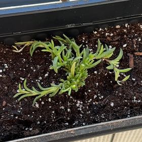 Photo of the plant species Delosperma by @EasternExposure named Clooney on Greg, the plant care app