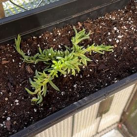 Photo of the plant species Delosperma by @EasternExposure named James Dean on Greg, the plant care app