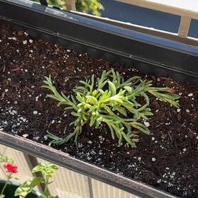 Photo of the plant species Delosperma by @EasternExposure named Harper on Greg, the plant care app