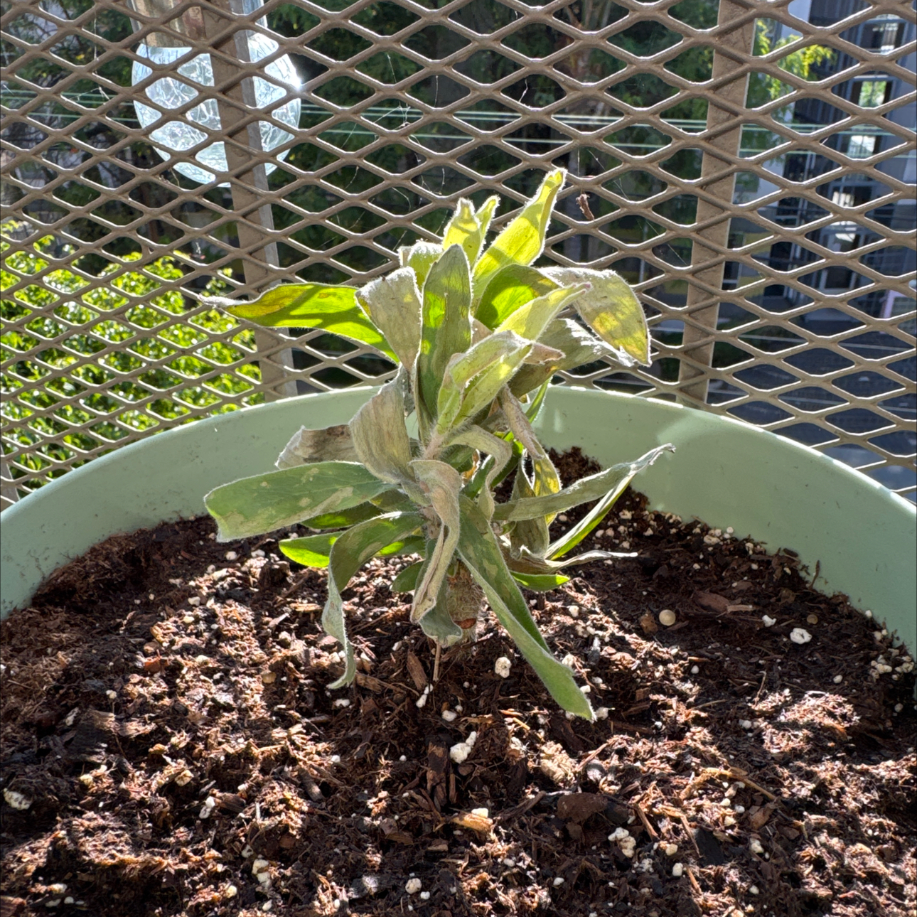 Photo of the plant species Pincushion Protea by @EasternExposure named Dax on Greg, the plant care app