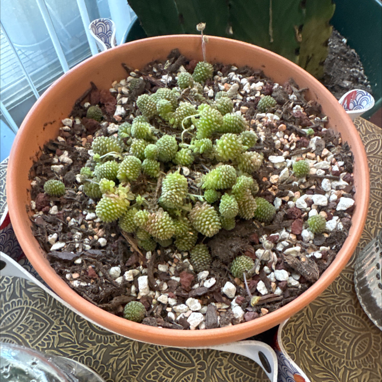 Photo of the plant species Monathes by @EasternExposure named Tupot amaroot on Greg, the plant care app