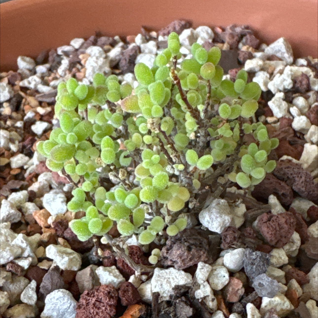Photo of the plant species Drosanthemum glabrescens by @EasternExposure named Xena on Greg, the plant care app