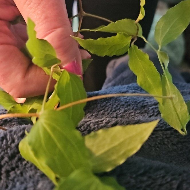 Photo of the plant species Purple Clematis by @LordSkypilot84 named Navajo on Greg, the plant care app