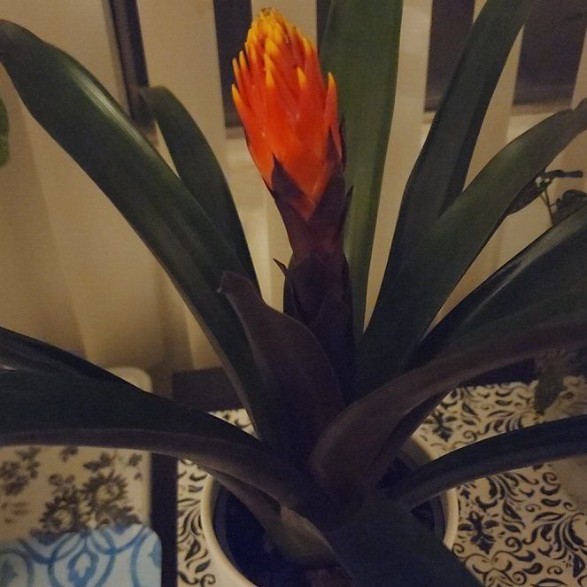 Photo of the plant species Red Bromeliad by @FirstPawpaw99 named Taylor Swift on Greg, the plant care app