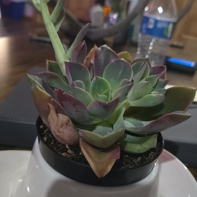 Photo of the plant species Graptoveria 'Jules' by @HeadMarjoram55 named Hamilton on Greg, the plant care app