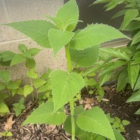 Photo of the plant species Oswego Tea by @GiddyPixiecap8 named Sanders on Greg, the plant care app