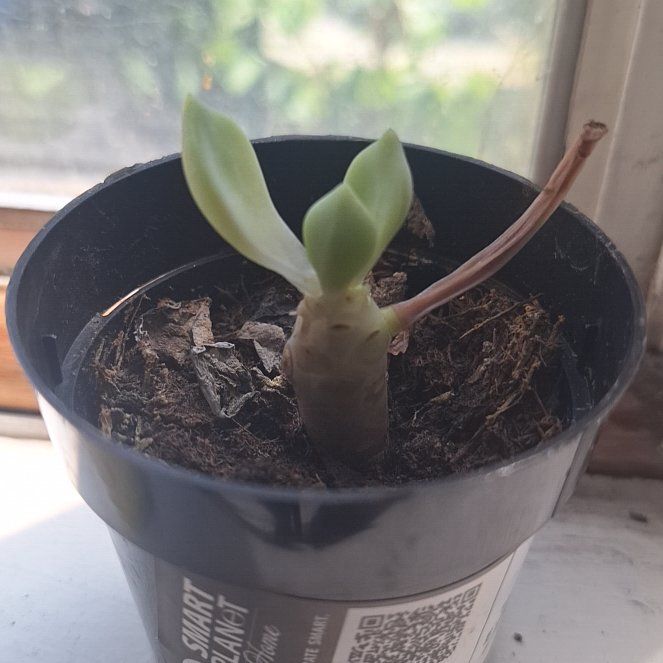 Photo of the plant species Graptoveria 'Moonglow' by @GlossyOlneya99 named Planty on Greg, the plant care app