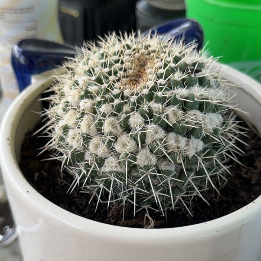 Photo of the plant species Silver Arrows Cactus by @ArtisticGuasca named Barry on Greg, the plant care app