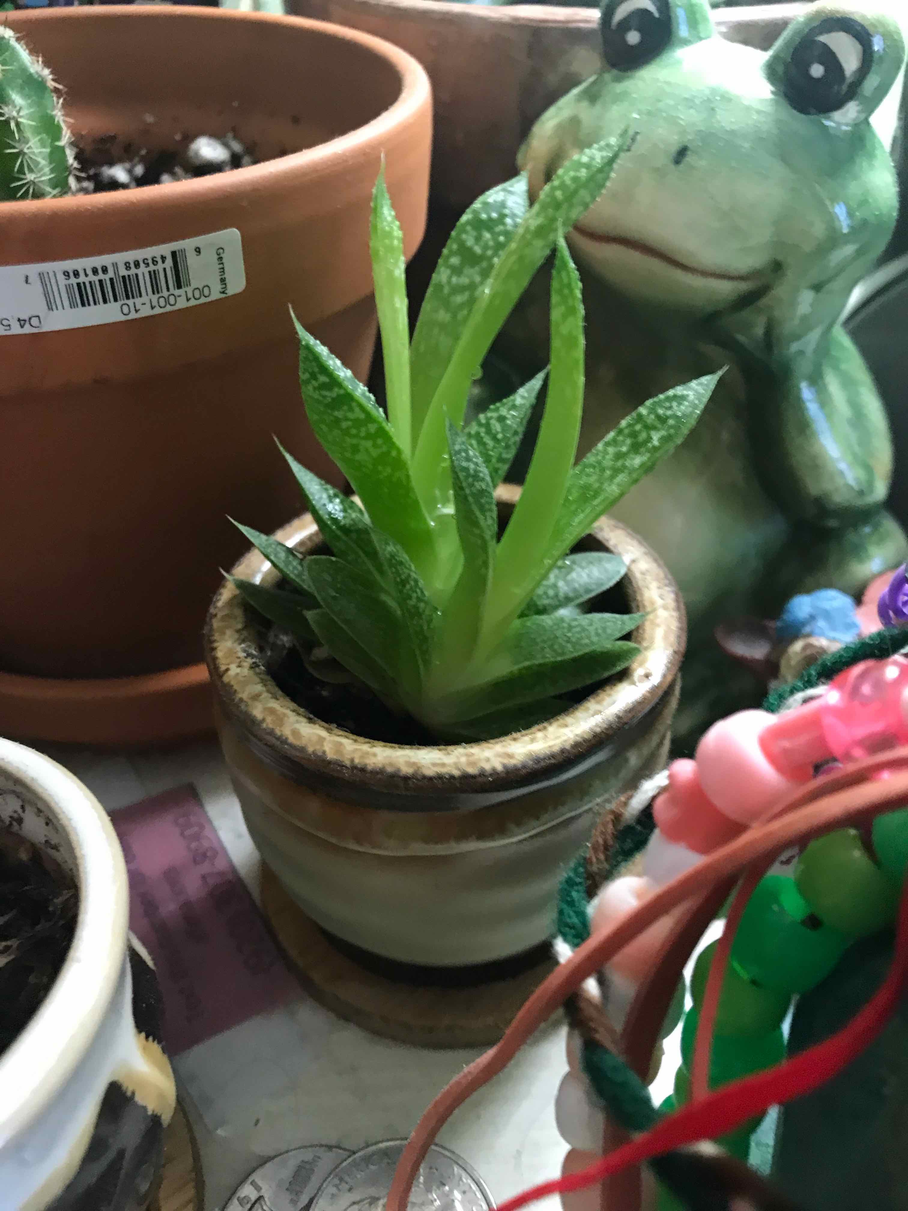 Ox Tongue plant photo by @malaria named Pricky Montgomery on Greg, the plant care app.