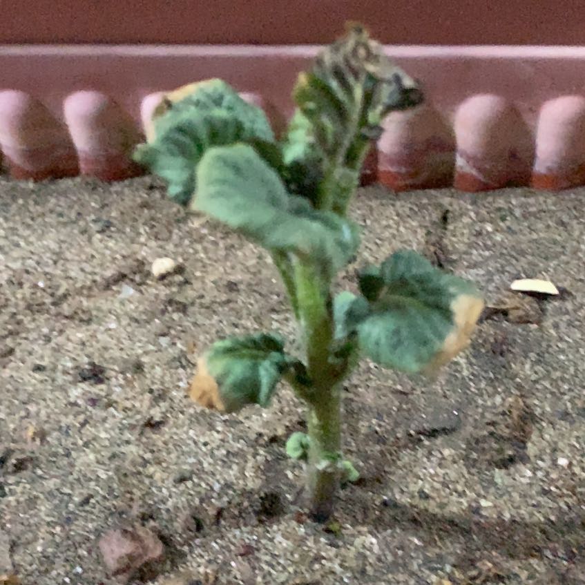 Photo of the plant species Common Mallow by @MeekBlueelf99 named Hamilton on Greg, the plant care app