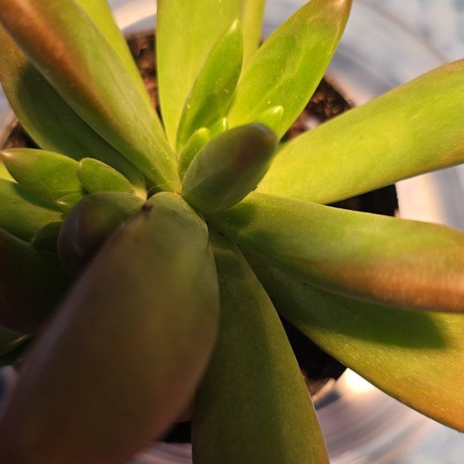 Photo of the plant species Sedum adolphi 'Ray of Light' by @LiteraryWeed83 named Eddie on Greg, the plant care app
