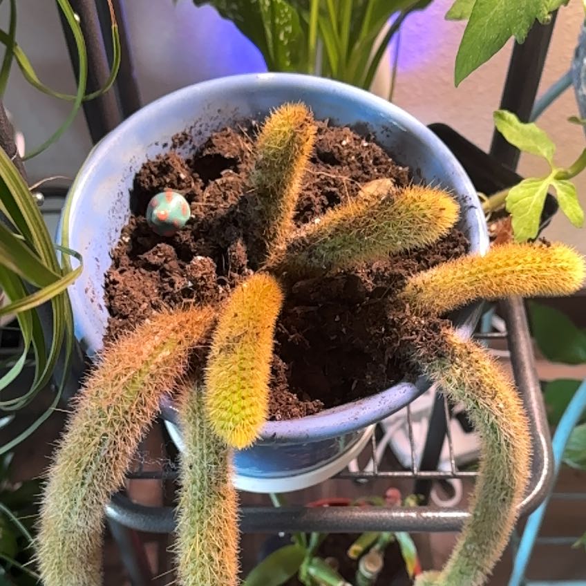 Photo of the plant species Bergerocactus Emoryi by @BestWildtea1 named Rainier on Greg, the plant care app
