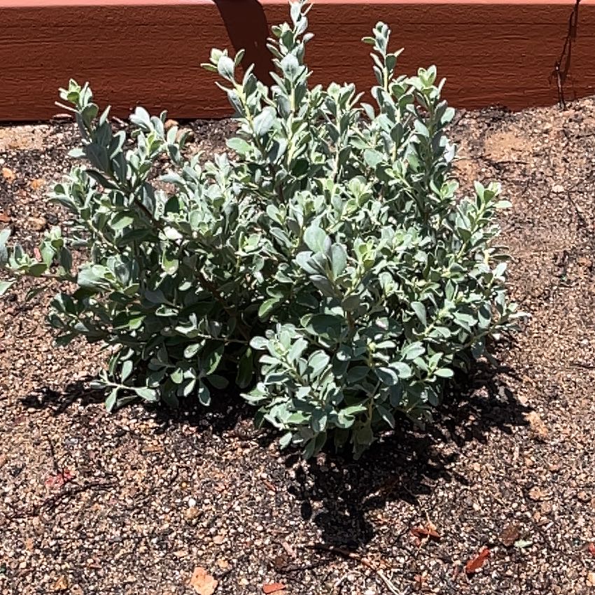Photo of the plant species Cenicilla by @DesirousTutsan1 named Rihanna on Greg, the plant care app