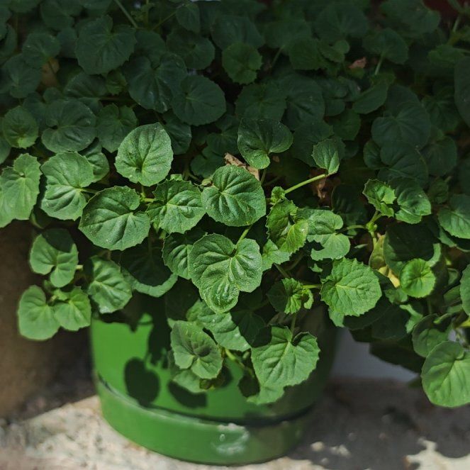 Photo of the plant species Viola Banksii by @DapperDill43 named Duke on Greg, the plant care app