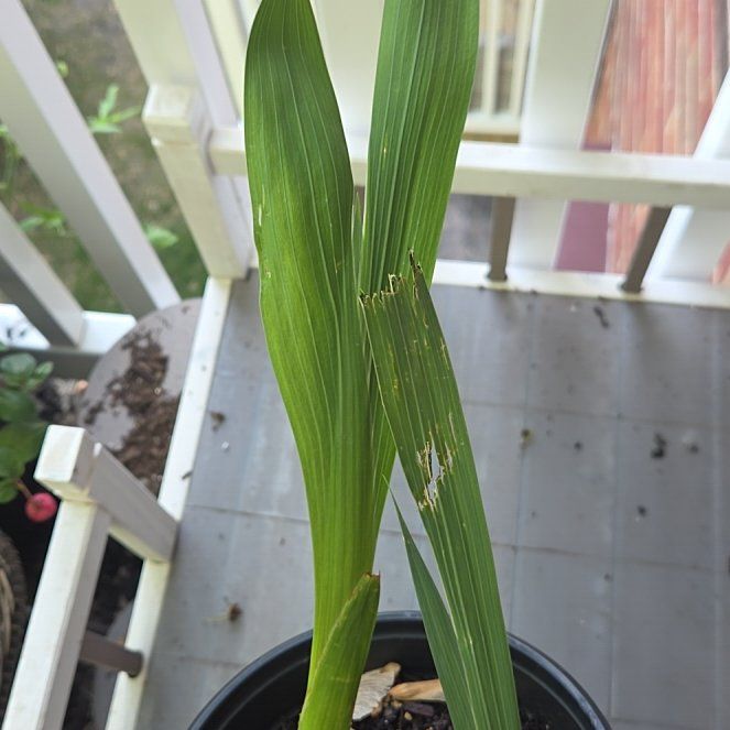 Photo of the plant species Eastern Gladiolus by @Dewbasaur named Dolores on Greg, the plant care app