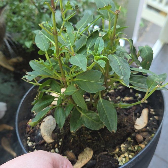 Photo of the plant species Fuchsia by @Dewbasaur named Pirouette on Greg, the plant care app