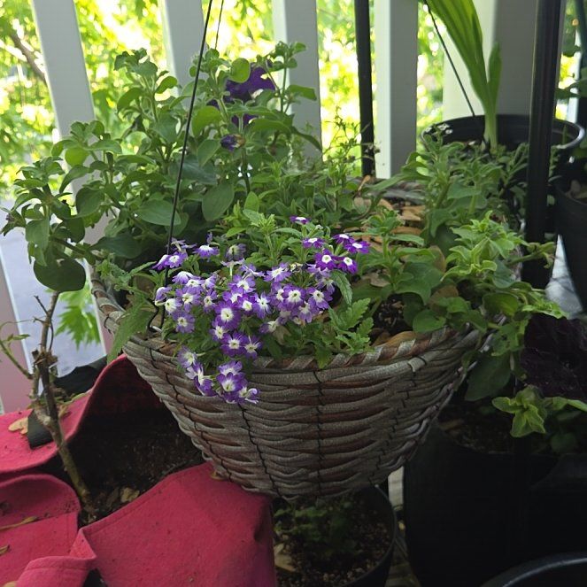 Photo of the plant species Verbena by @Dewbasaur named Petunia Pot on Greg, the plant care app