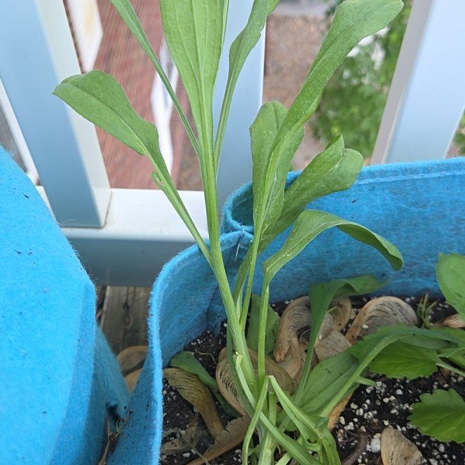 Photo of the plant species Centaurea Cyanus by @Dewbasaur named Surya on Greg, the plant care app