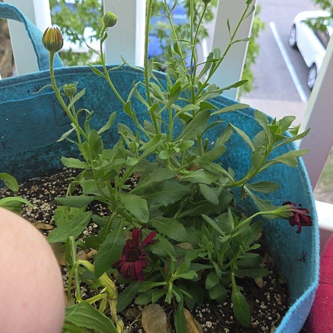 Photo of the plant species African Daisy by @Dewbasaur named Emerson on Greg, the plant care app