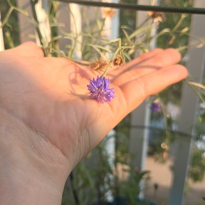 Photo of the plant species Cornflower by @Dewbasaur named Walt on Greg, the plant care app