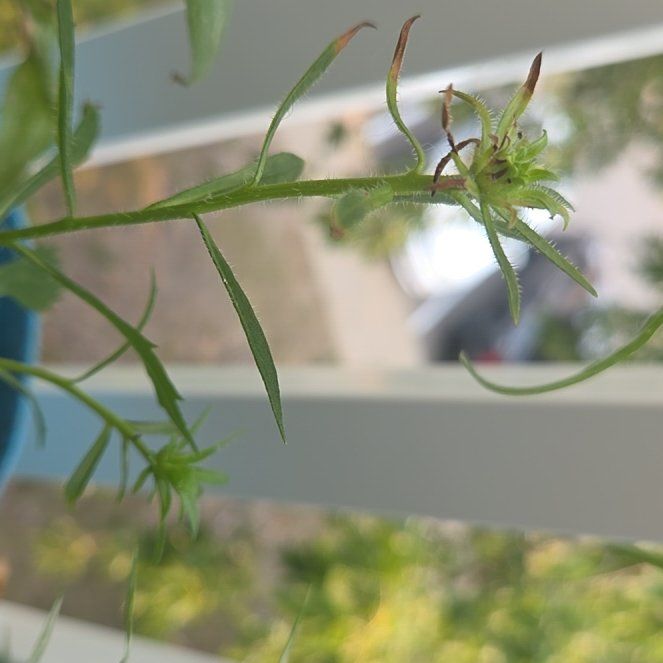 Photo of the plant species Giant Crego Aster by @Dewbasaur named Gobi on Greg, the plant care app